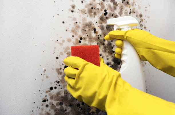 Best Professional Mold Removal  in Cerritos, CA