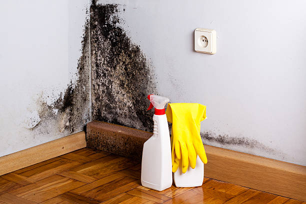 Professional Mold Removal in Cerritos, CA