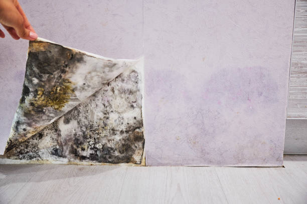 Best Mold Cleaning Services  in Cerritos, CA